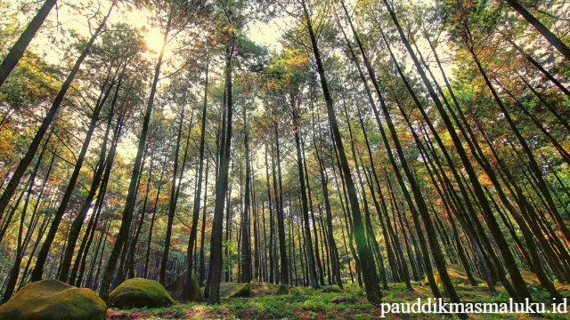 Hutan Pinus Asri di Bantul Pesonanya Mirip Hutan Pacific Northwest